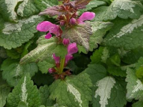 Lamium maculatum 'Roseum'