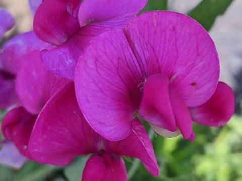 Lathyrus latifolius 'Pink Pearl'