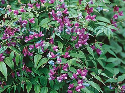 Lathyrus vernus