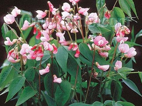 Lathyrus vernus 'Rosenelfe'