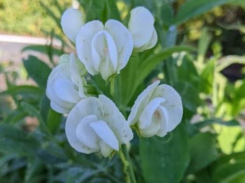 Lathyrus latifolius 'White Pearl'