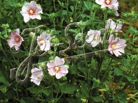 Lavatera ' Barnsley Baby'®