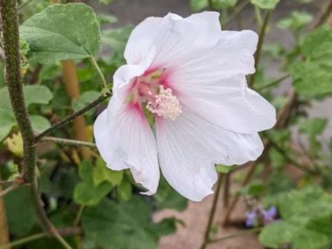Lavatera 'Barnsley'