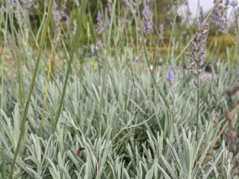 Lavandula int. 'Dutch'