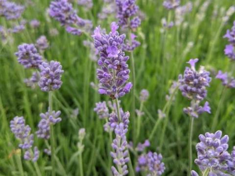 Lavandula ang. 'Dwarf Blue'