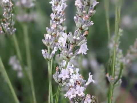 Lavandula int. 'Edelweiss'