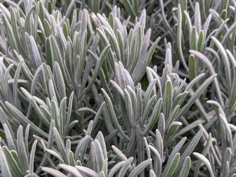 Lavandula int. 'Grosso'