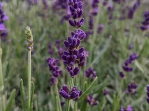 Lavandula ang. 'Hidcote'