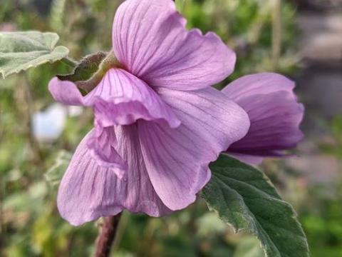 Lavatera 'Lilac Lady'