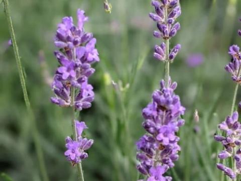 Lavandula ang. 'Munstead'