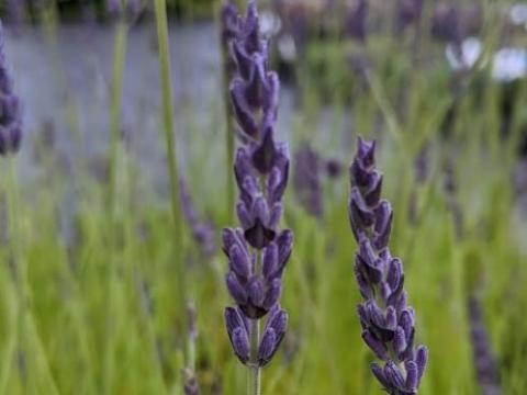 Lavandula int. 'Phenomenal' PBR