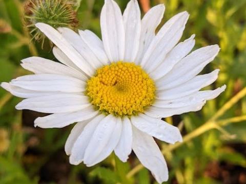 Leucanthemum Sup. 'Alaska'(Antwerp Star)