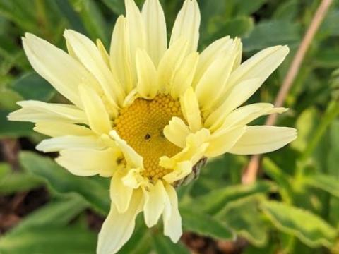 Leucanthemum Sup. 'Banana Cream' PBR