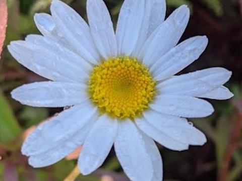 Leucanthemum Sup. 'Becky'