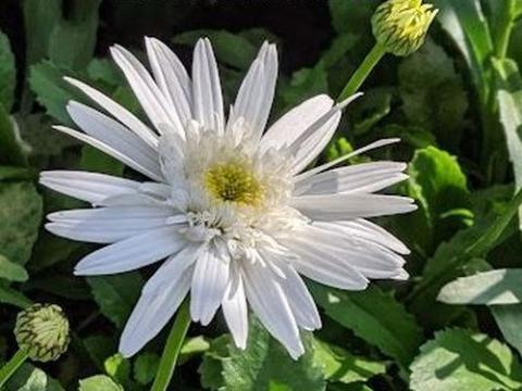 Leucanthemum Sup. 'Christine Hagemann'