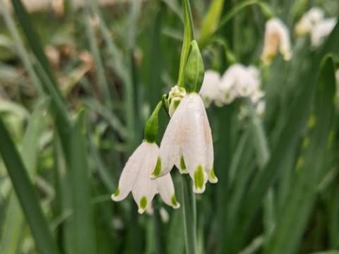 Leucojum aestivum 'Gravetype Giant'