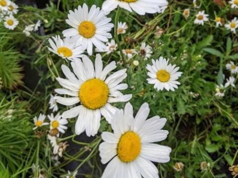Leucanthemum vulgare 'Maikoningin'