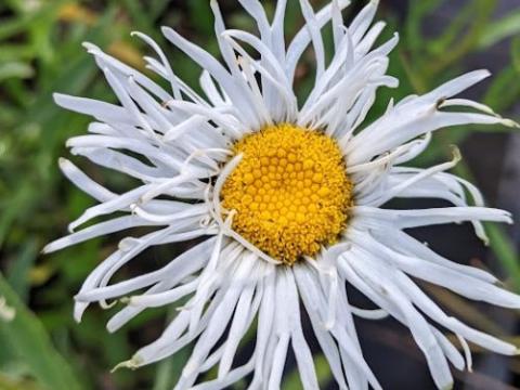 Leucanthemum Sup. 'Old Court Variety'