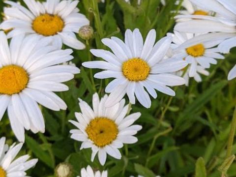 Leucanthemum Sup. 'Silberprinzesschen'