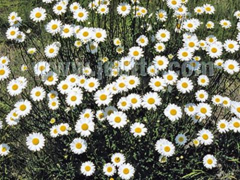 Leucanthemum vulgare