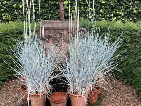 Leymus arenarius 'Blue Dune'