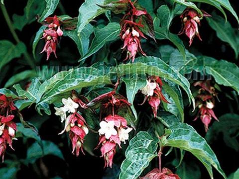 Leycesteria formosa