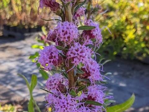 Liatris aspera