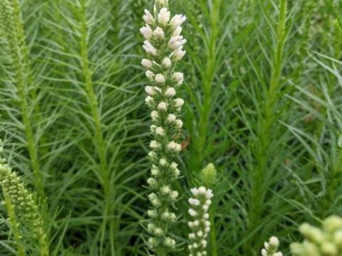 Liatris spicata 'Floristan Weiss'