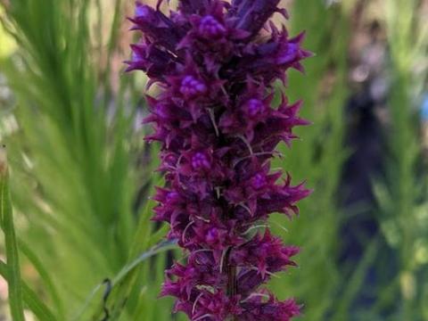Liatris spicata 'Floristan Violet'