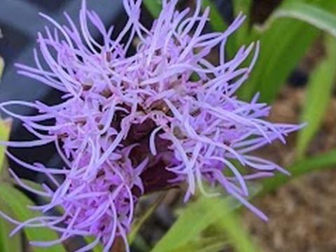 Liatris spicata 'Kobold'