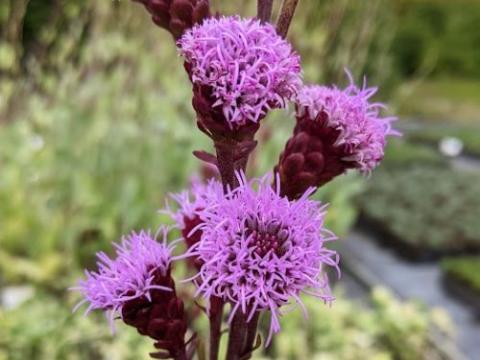 Liatris ligulistylis