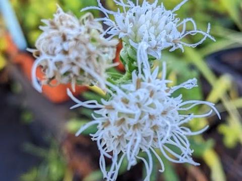 Liatris scariosa 'Alba'