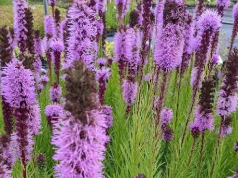 Liatris spicata