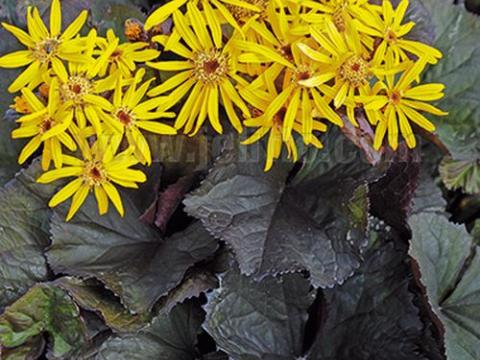 Ligularia dentata 'Midnight Lady'