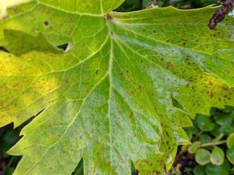 Ligularia palmatiloba