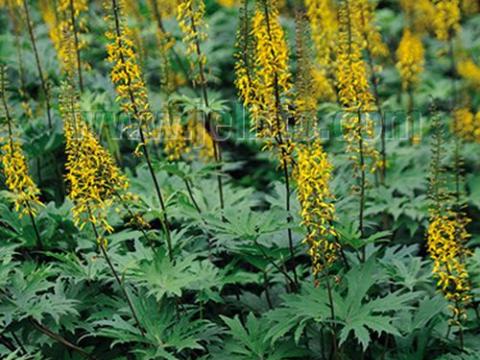 Ligularia przewalskii