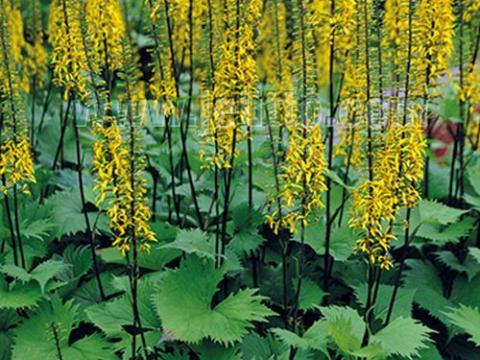 Ligularia stenocephala