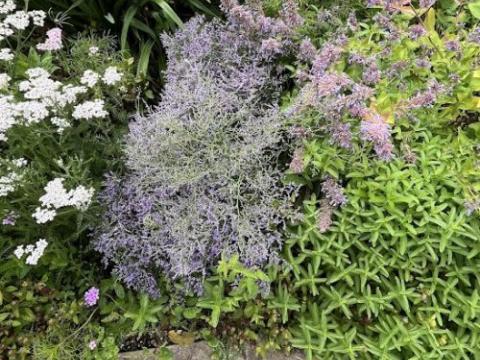 Limonium latifolium