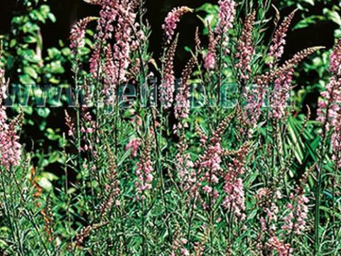 Linaria purpurea 'Canon J.Went'