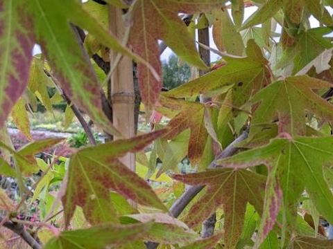 Liquidambar sty. 'Worplesdon'