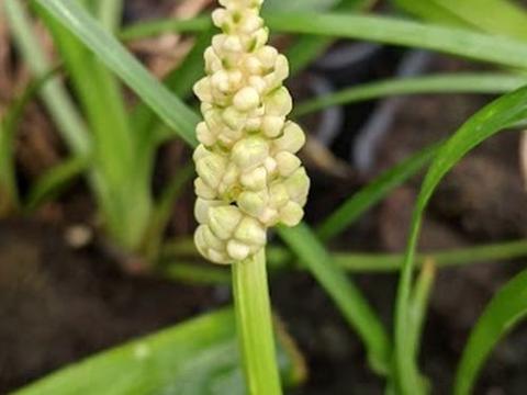 Liriope muscari 'Monroe White'