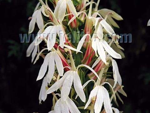 Lobelia cardinalis 'White Cardinal'