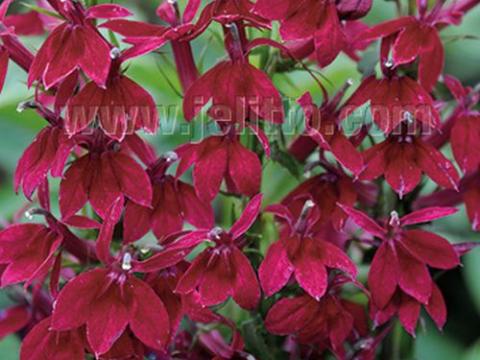 Lobelia spec. 'Starship Burgundy'