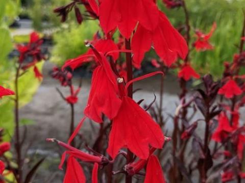 Lobelia cardinalis 'Queen Victoria' (Elmfeuer)