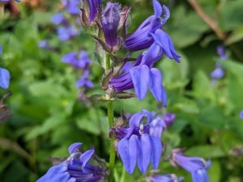 Lobelia siphilitica
