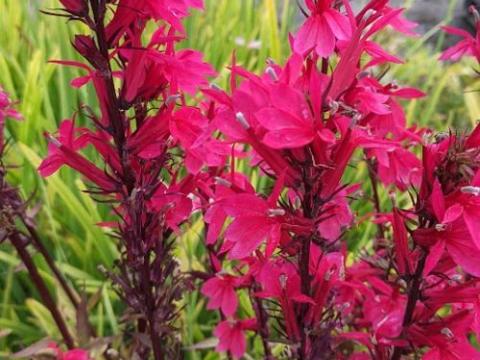 Lobelia spec. 'Starship Pink'