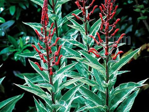 Lobelia tupa