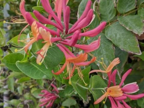 Lonicera heckrottii  'American Beauty'