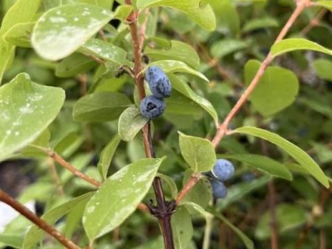 Lonicera caerulea HONINGBES
