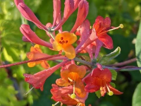 Lonicera bro. 'Dropmore Scarlet'